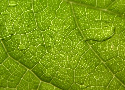 nature, leaf, leaves, macro - random desktop wallpaper