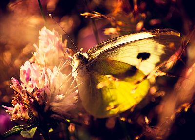 nature, butterflies - desktop wallpaper