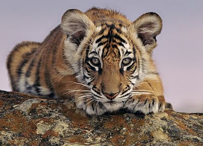 animals, tigers, cubs - duplicate desktop wallpaper