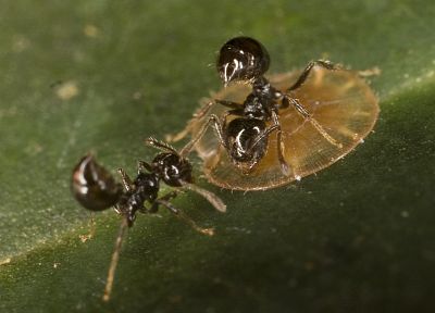 insects, ants - random desktop wallpaper