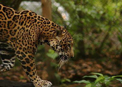 animals, jaguars - random desktop wallpaper
