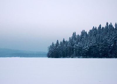 winter, trees - random desktop wallpaper
