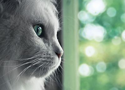 cats, animals, pets - random desktop wallpaper