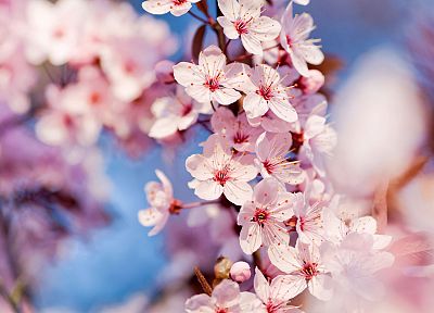 close-up, nature, cherry blossoms, trees, flowers, pink flowers - related desktop wallpaper