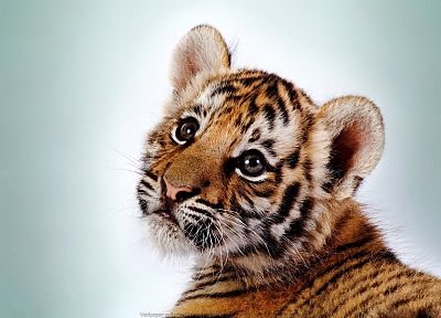 animals, tigers, cubs, feline - related desktop wallpaper