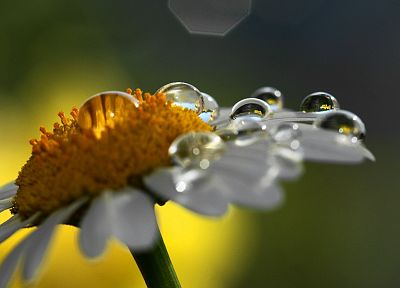flowers, water drops, macro - random desktop wallpaper