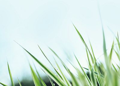 grass, macro, dew - desktop wallpaper