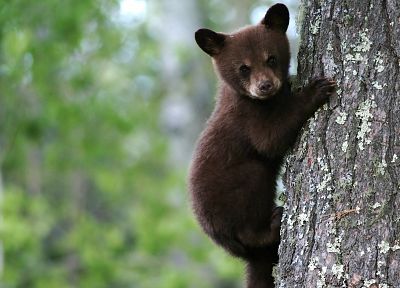 climbing, cubs, bears, tree trunk - random desktop wallpaper