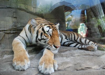 animals, tigers, sleeping - desktop wallpaper