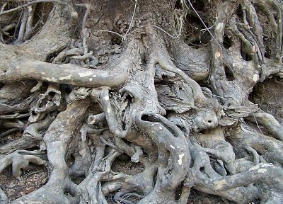 trees, roots - duplicate desktop wallpaper