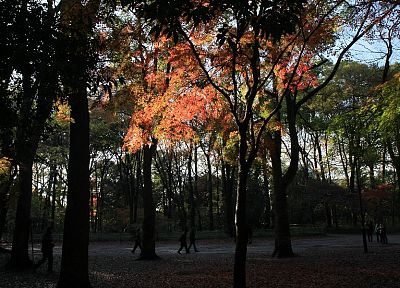 landscapes, autumn, shrine, maple leaf - duplicate desktop wallpaper