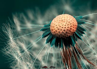 flowers, macro, dandelions, HDR photography, depth of field - desktop wallpaper