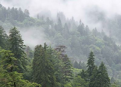 mountains, clouds, forests, Tennessee, fir, National Park - desktop wallpaper