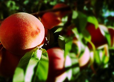 nature, fruits, peaches, fruit trees - random desktop wallpaper