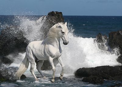 horses - random desktop wallpaper