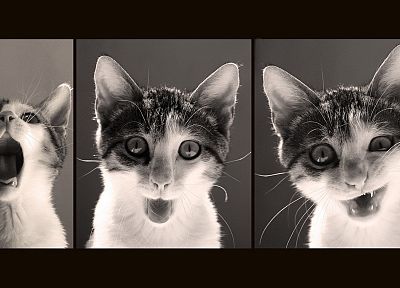cats, funny - related desktop wallpaper