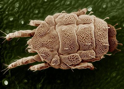 insects, macro, microscopic - random desktop wallpaper