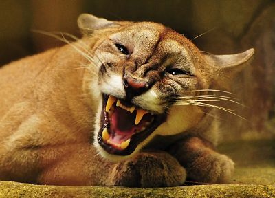 animals, puma, mountain lions - desktop wallpaper