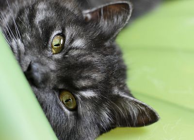 cats, animals, feline - desktop wallpaper