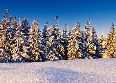 landscapes, nature, winter, snow, trees, snow landscapes - duplicate desktop wallpaper