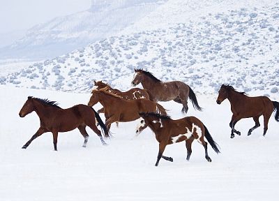 snow, animals, horses - random desktop wallpaper