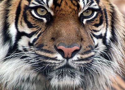 animals, tigers, Bengal tigers - desktop wallpaper