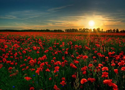 sunset, flowers, fields, poppy, red flowers - related desktop wallpaper