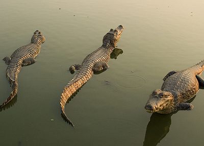 animals, crocodiles, reptiles - desktop wallpaper