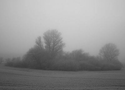 trees, gray, fog, bushes - random desktop wallpaper