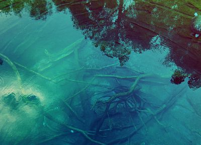 water, nature, animals, turtles, reflections, branches - desktop wallpaper