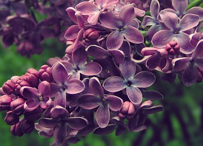 nature, flowers, spring, Blossom, lilac, purple flowers - related desktop wallpaper