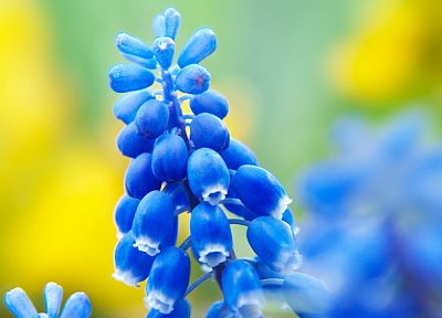 flowers, macro, blue flowers, hyacinths - related desktop wallpaper