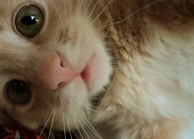 close-up, cats, animals, green eyes, kittens - related desktop wallpaper