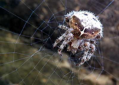 animals, insects, spiders, arachnids - related desktop wallpaper