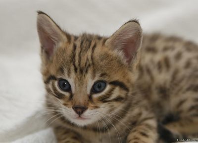 blue eyes, animals, kittens, serval, spotted, wildcat - random desktop wallpaper