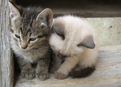 cats, animals, kittens - related desktop wallpaper