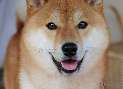 animals, dogs, Shiba Inu - duplicate desktop wallpaper