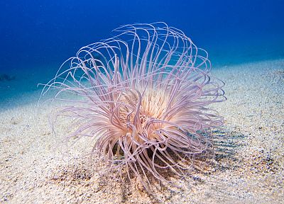 ocean, sea anemones, underwater, sealife, sea - related desktop wallpaper