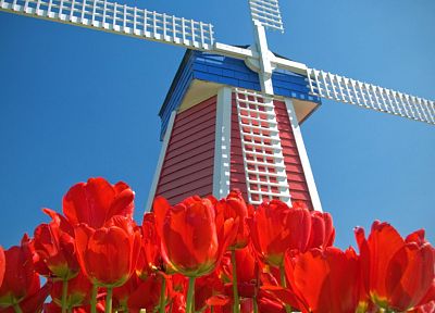 tulips, Amsterdam, windmills, red flowers, blue skies - random desktop wallpaper