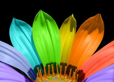 multicolor, flower petals - random desktop wallpaper