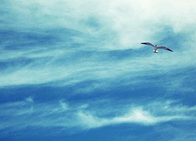 clouds, birds, skyscapes - desktop wallpaper
