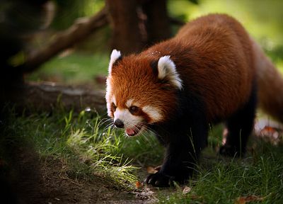 animals, outdoors, red pandas - random desktop wallpaper