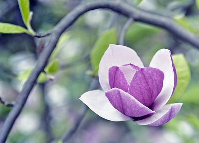 flowers, macro, Magnolia, purple flowers - desktop wallpaper