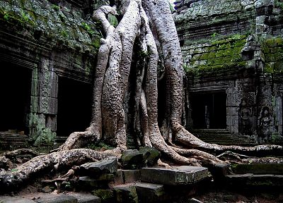 nature, trees, Cambodia - duplicate desktop wallpaper