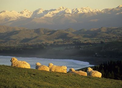 sheep, islands, New Zealand, south, hillside - desktop wallpaper