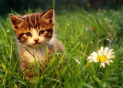 nature, flowers, cats, animals, grass, kittens - desktop wallpaper
