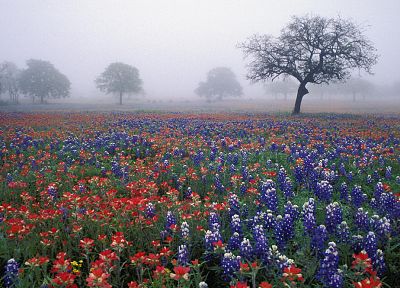trees, flowers, fields, mist, oak, red flowers, blue flowers, Bluebonnet - related desktop wallpaper