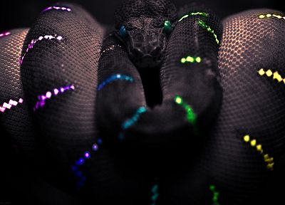 snakes, colors - duplicate desktop wallpaper