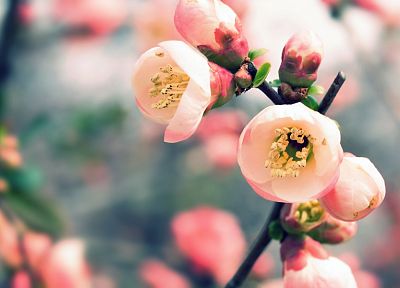 nature, cherry blossoms, flowers, spring, blossoms, macro, depth of field, blurred - related desktop wallpaper