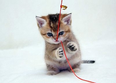cats, kittens - random desktop wallpaper
